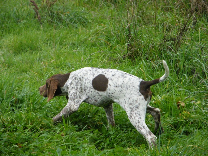 du cadéou des riviers - Chiots disponibles - Braque français, type Pyrenees (petite taille)