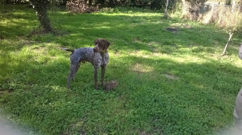 du cadéou des riviers - Chiots disponibles - Braque français, type Pyrenees (petite taille)