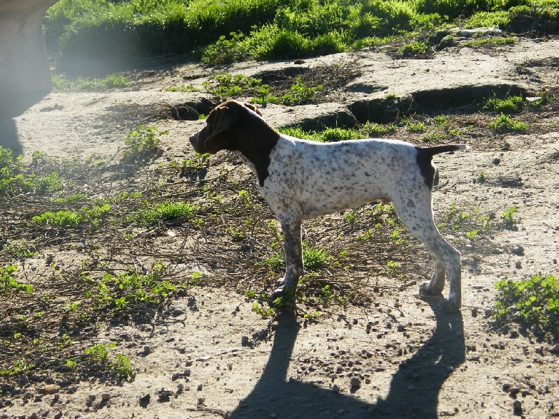 du cadéou des riviers - Chiots disponibles - Braque français, type Pyrenees (petite taille)